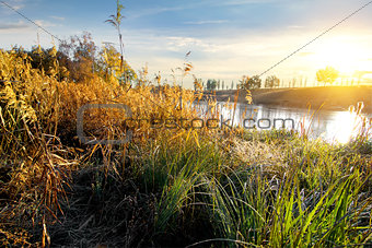 Dry grass on river