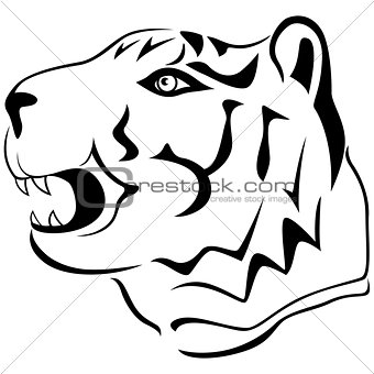 Adult tiger head profile