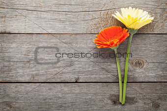 Two colorful gerbera flowers