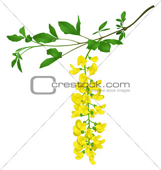 Green branch of yellow acacia isolated on white