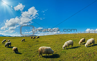 Sheep herd on plateau