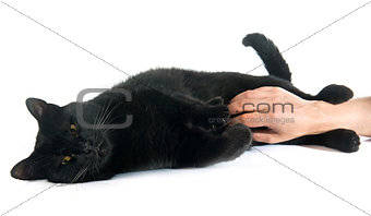 caressing black cat