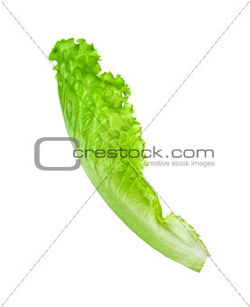 Lettuce leaves isolated on white background.