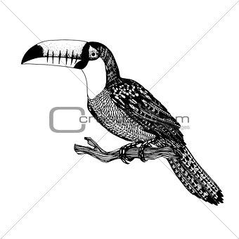 vector hand drawn bird