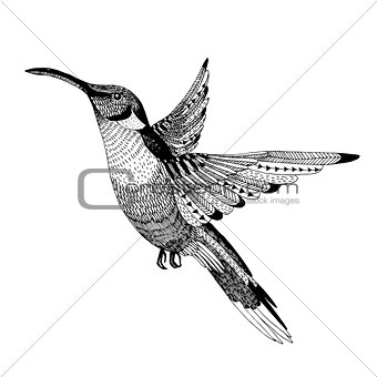 vector hand drawn colibri