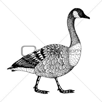 abstract hand drawn vector illustration with a goose