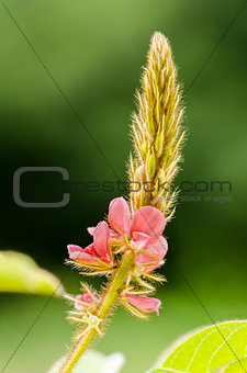 Small panicle of pink flower in meadow