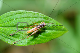 Brown Cricket (insect)