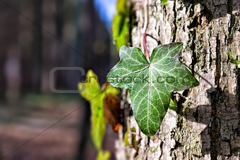 ivy on a tree