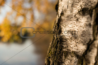 closeup birch trunk in autumn