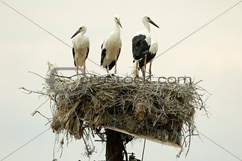 White Storks On The Nest