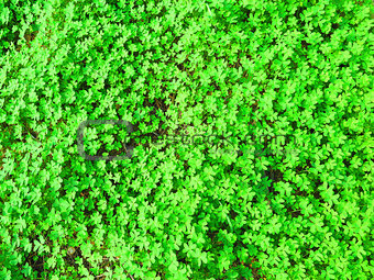 Green shamrock type carpet
