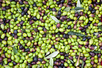 a close up of olives, ligurian olives the name is taggiasca