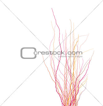 tree branches silhouette in multiple color over black