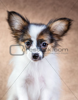 Portrait of a cute puppy Papillon