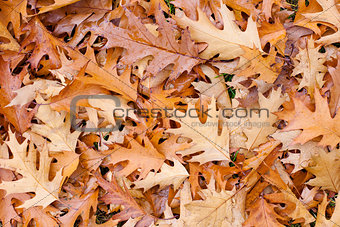 Autumn fallen leaves