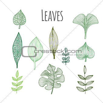 Green Leaves Collection