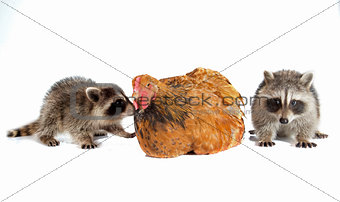 young raccoon and chicken