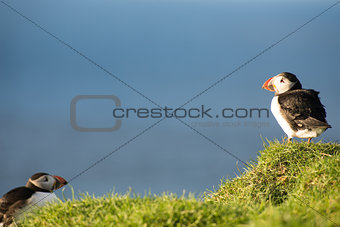 Atlantic puffin, Fratercula arctica