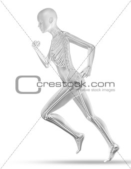 3D female medical figure with skeleton jogging