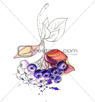 Watercolor realistic painting. Aronia berries. Chokeberry