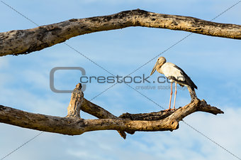 Asian Openbill (Anastomus oscitans) White bird standing alone