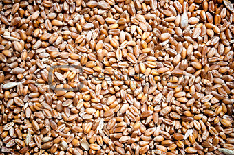 Background of Wheat