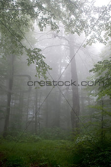 fog in summer forest