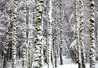 Birch trees in snow covered winter forest
