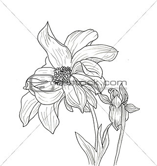 Line ink drawing of dahlia flower