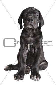 One black German mastiff  puppy on white background
