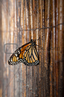 Monarch butterfly over wicker background