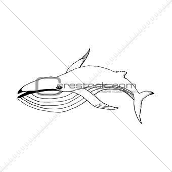hand draw a whale
