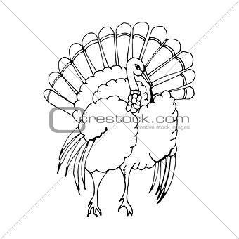 hand draw a turkey