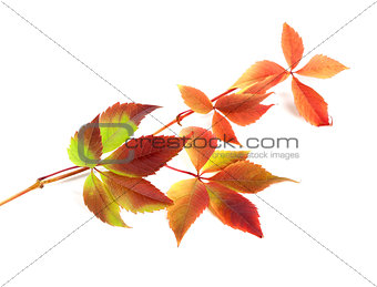 Multicolor autumn twig of grapes leaves on white