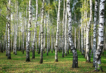 Evening autumn birch forest in sunlight