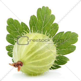 Green gooseberry with leaf on white