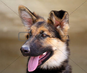 Beautiful puppy dog Shepherd  