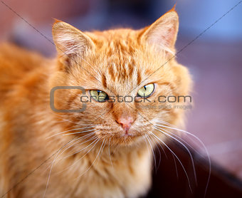 Beautiful portrait of a cat  