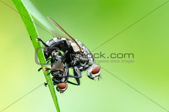 Flesh Fly mating