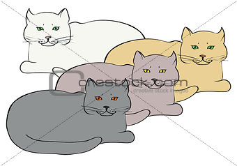 four different colored british cats