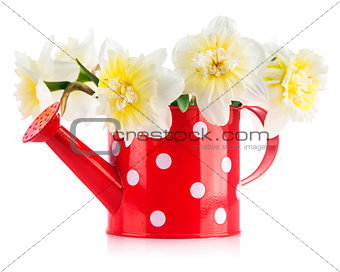 Spring flowers narcissus in red watering can