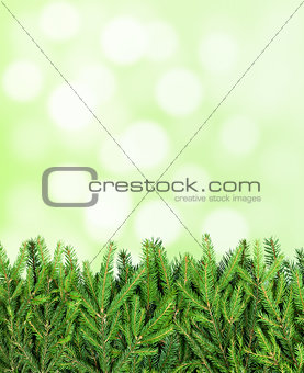 Stripe of fir tree branches on blurry background