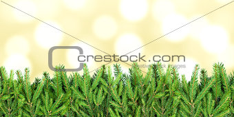 Stripe of fir tree branches on blurry background