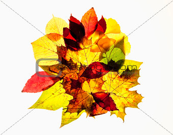 Closeup of Different Autumn Leaves - Isolated on White