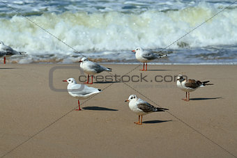 Seagulls and surf