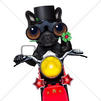 motor bike good luck dog 