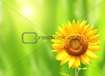 Bright yellow sunflower on green background