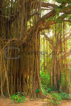 large old trees overgrown with lianas
