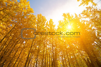Aspen Trees in autumn seasons